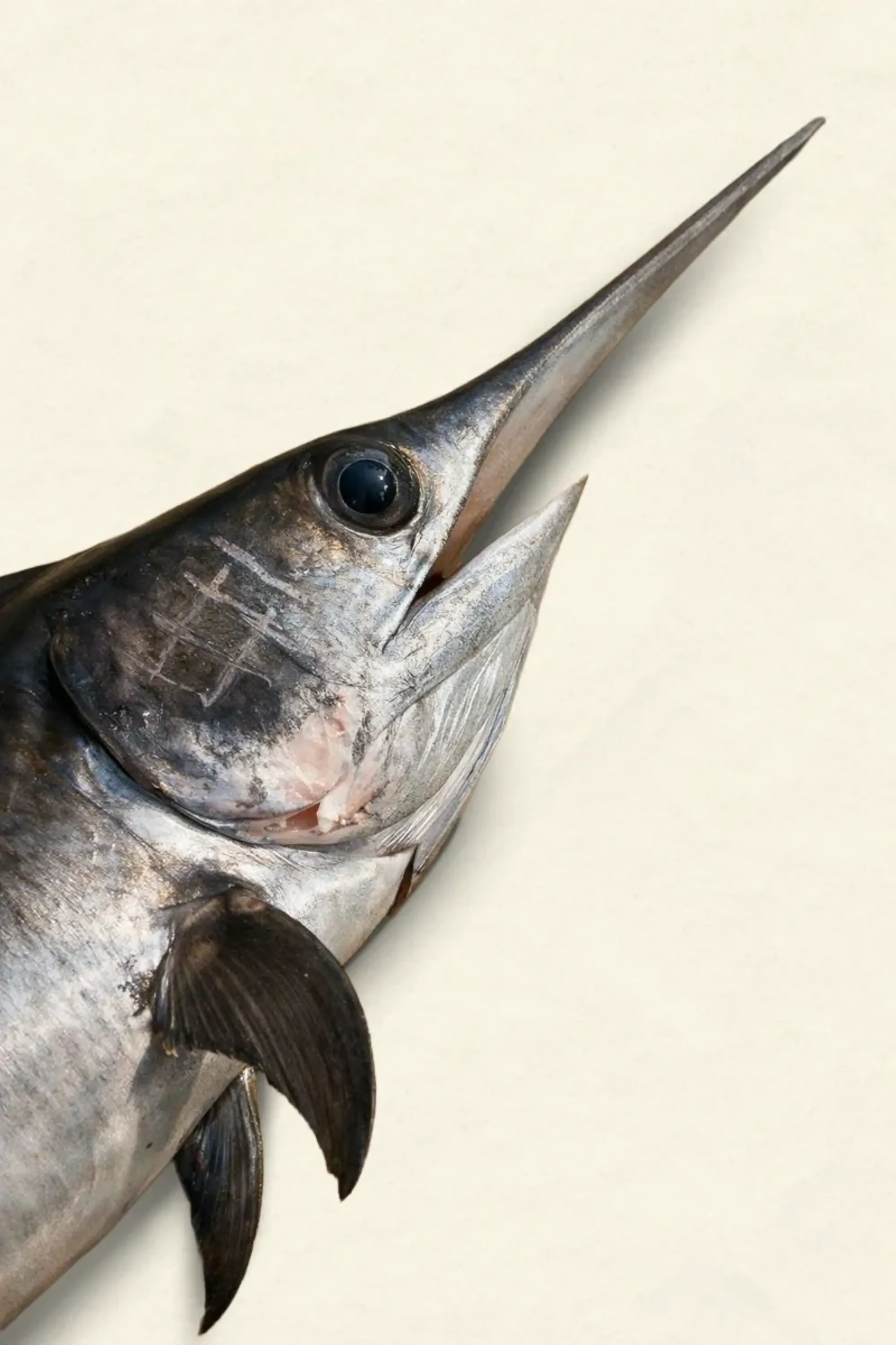 pesce spada dello stretto di messina